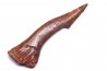sawFishTOOTH :Onchopristis numidus