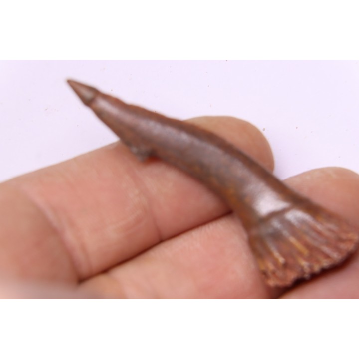 sawFishTOOTH :Onchopristis numidus