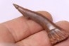 sawFishTOOTH :Onchopristis numidus