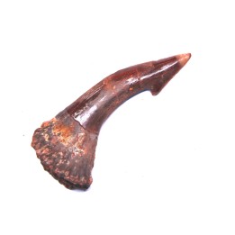 sawFishTOOTH :Onchopristis numidus