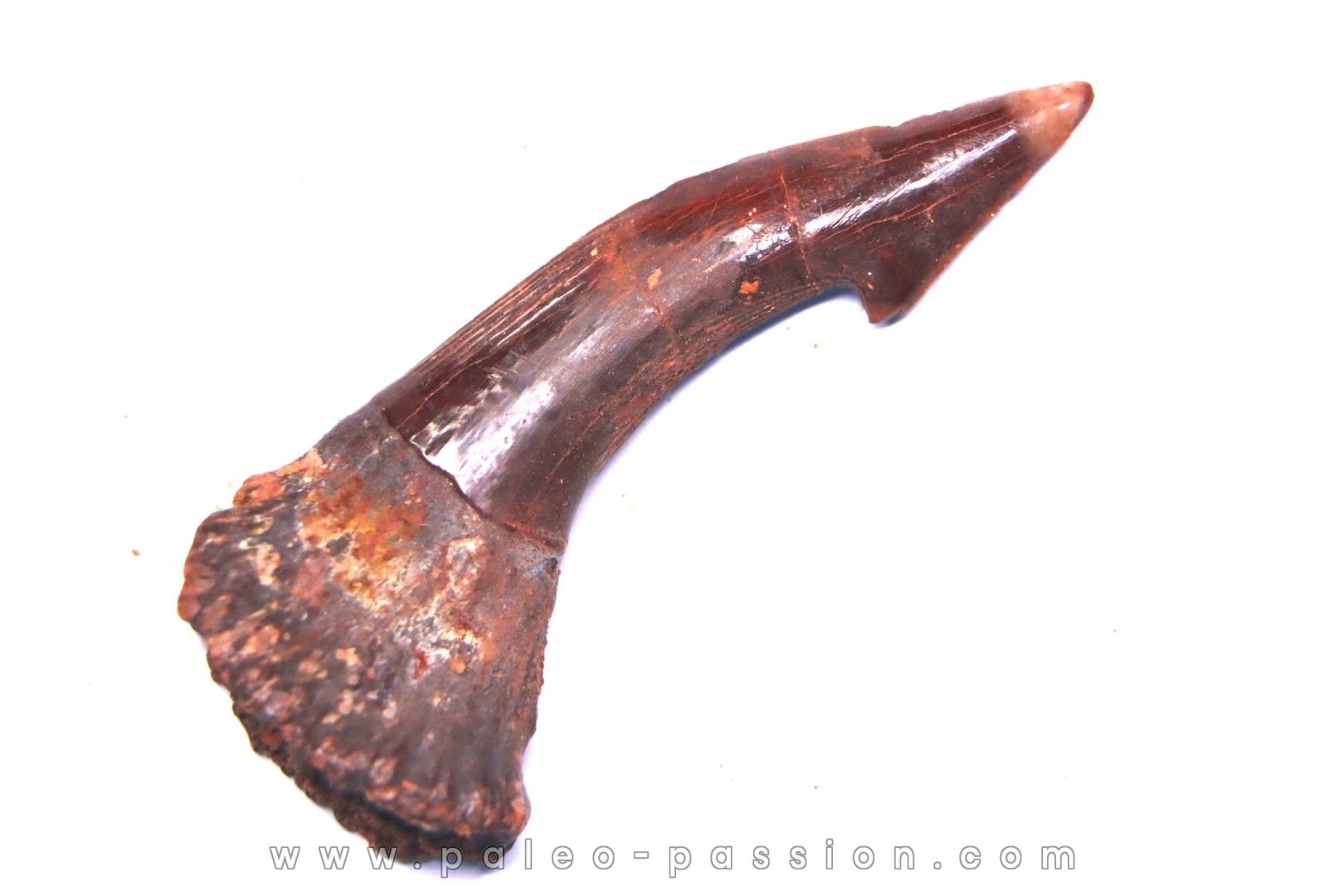sawFishTOOTH :Onchopristis numidus
