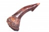 sawFishTOOTH :Onchopristis numidus