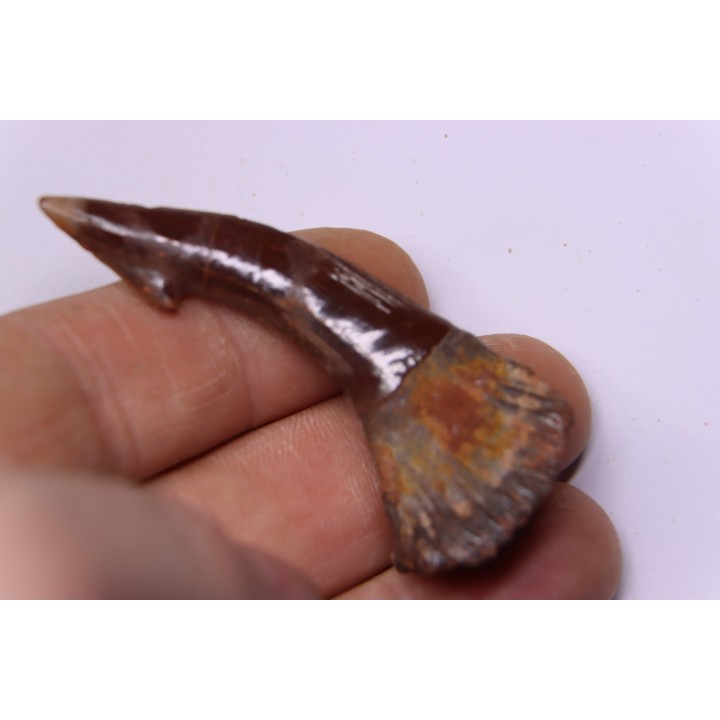 Dent rostrale de poisson scie: Onchopristis numidus