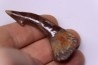 Dent rostrale de poisson scie: Onchopristis numidus