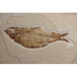 KNIGHTIA ALTA