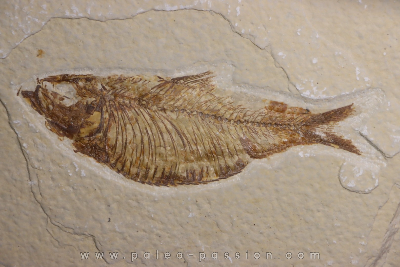 poisson fossile KNIGHTIA ALTA - Eocène - green river fmt - Kemmerer, Wyoming - USA