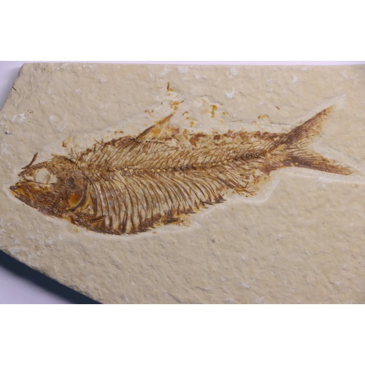 poisson fossile  KNIGHTIA ALTA - Eocène - green river fmt - Kemmerer, Wyoming - USA