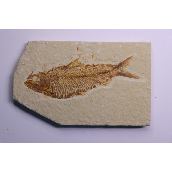 poisson fossile  KNIGHTIA ALTA - Eocène - green river fmt - Kemmerer, Wyoming - USA