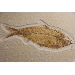 poisson fossile  KNIGHTIA ALTA - Eocène - green river fmt - Kemmerer, Wyoming - USA
