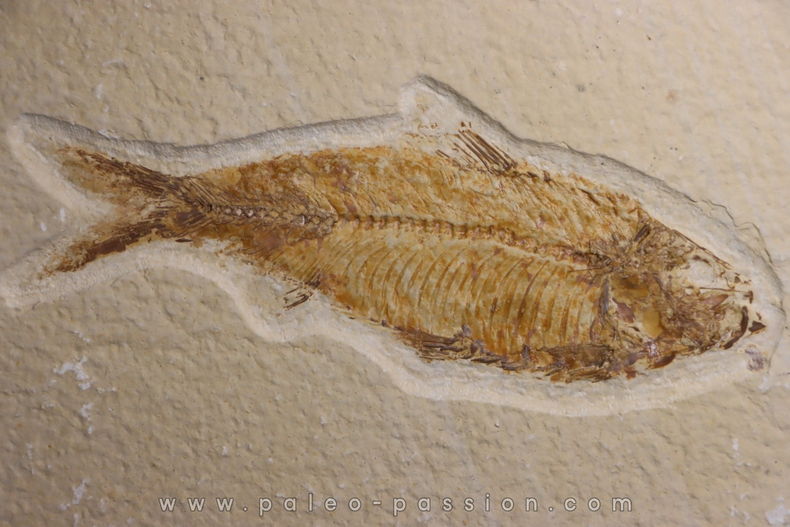 KNIGHTIA ALTA