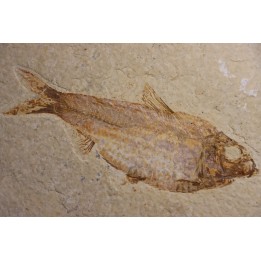 KNIGHTIA ALTA