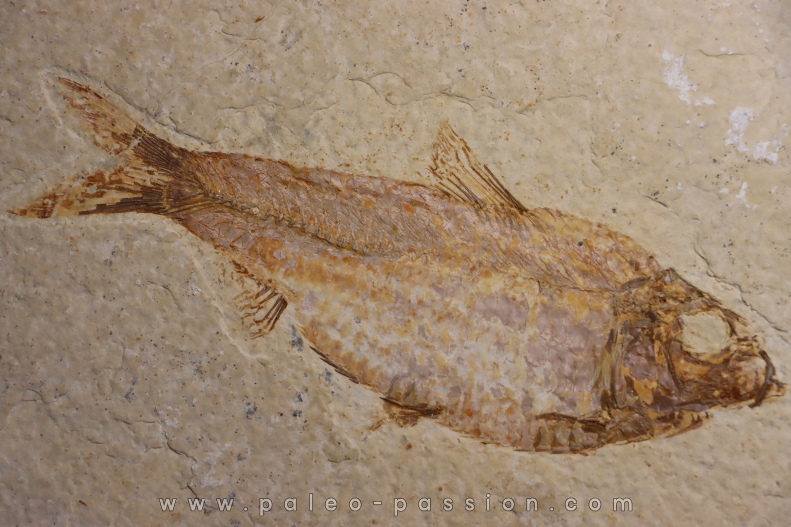 KNIGHTIA ALTA