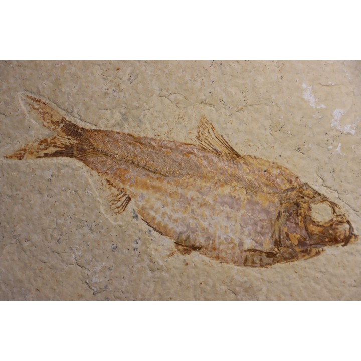 poisson fossile  KNIGHTIA ALTA - Eocène - green river fmt - Kemmerer, Wyoming - USA