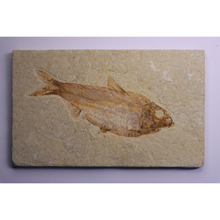 poisson fossile  KNIGHTIA ALTA - Eocène - green river fmt - Kemmerer, Wyoming - USA