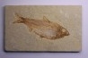 poisson fossile KNIGHTIA ALTA - Eocène - green river fmt - Kemmerer, Wyoming - USA
