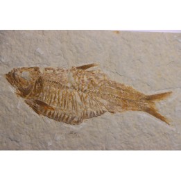 poisson fossile  KNIGHTIA ALTA - Eocène - green river fmt - Kemmerer, Wyoming - USA