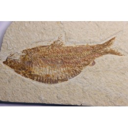 KNIGHTIA ALTA