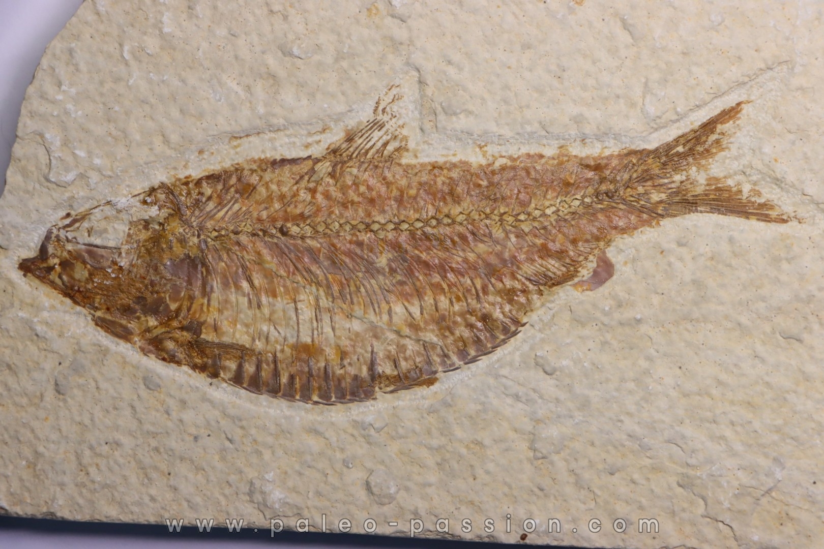 KNIGHTIA ALTA