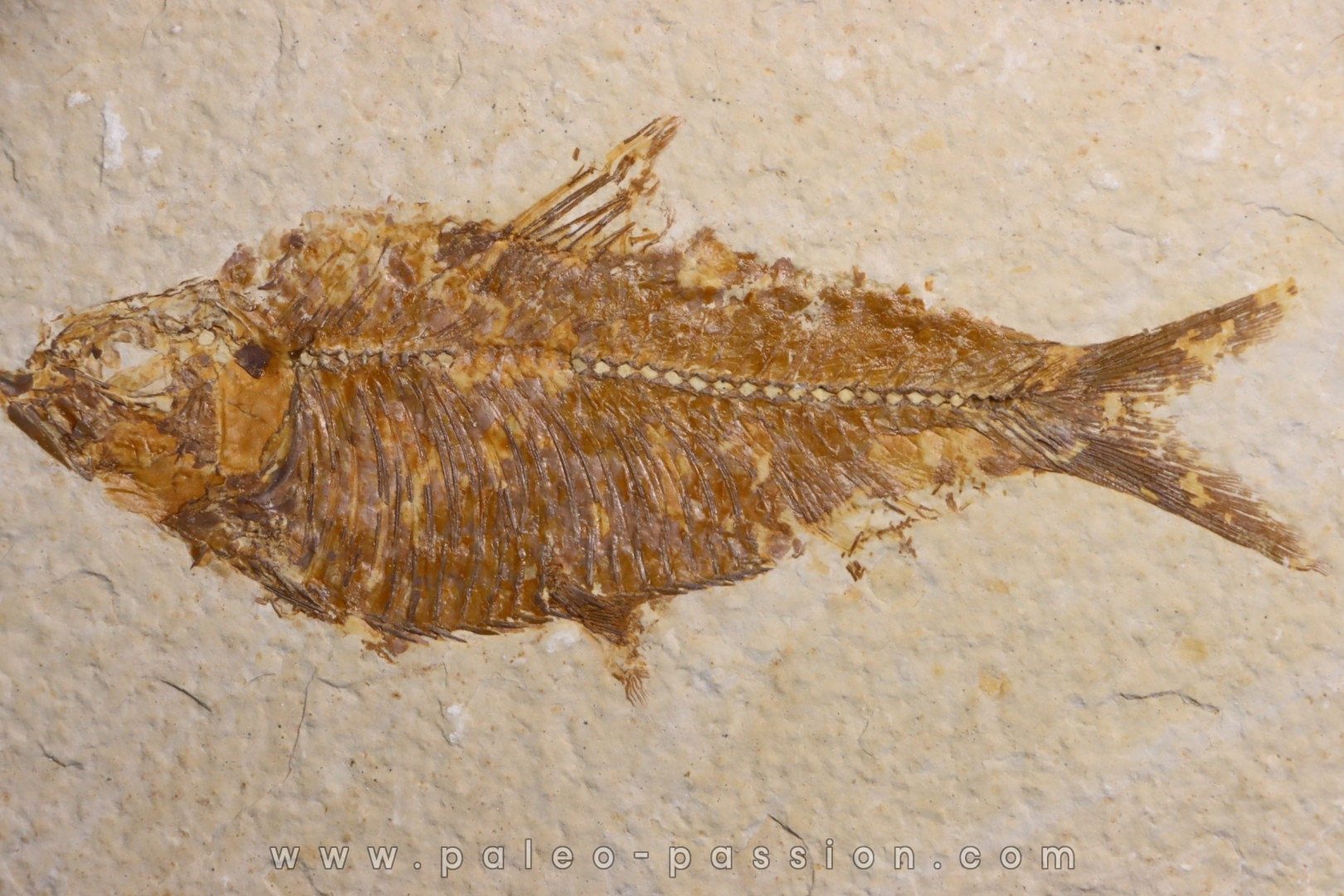poisson fossile KNIGHTIA ALTA - Eocène - green river fmt - Kemmerer, Wyoming - USA