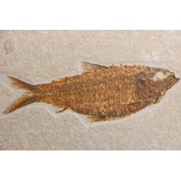 KNIGHTIA ALTA
