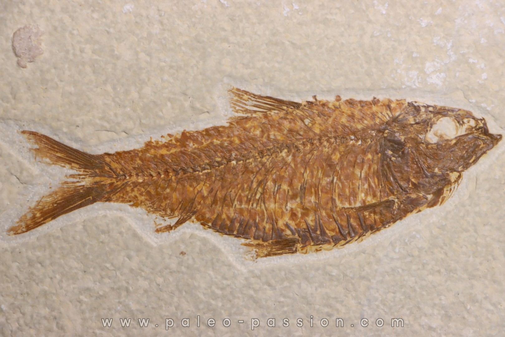 KNIGHTIA ALTA
