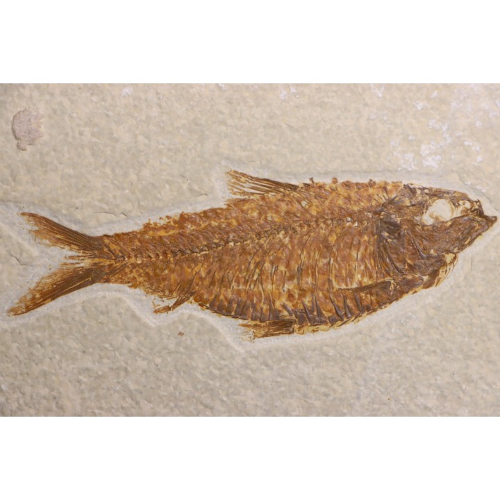 poisson fossile  KNIGHTIA ALTA - Eocène - green river fmt - Kemmerer, Wyoming - USA