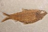 poisson fossile KNIGHTIA ALTA - Eocène - green river fmt - Kemmerer, Wyoming - USA