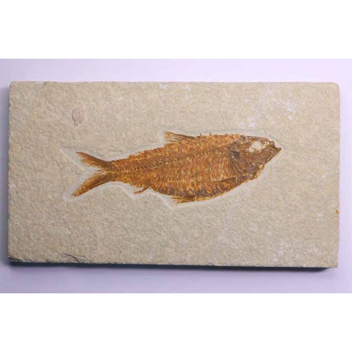 poisson fossile  KNIGHTIA ALTA - Eocène - green river fmt - Kemmerer, Wyoming - USA