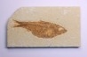 poisson fossile KNIGHTIA ALTA - Eocène - green river fmt - Kemmerer, Wyoming - USA