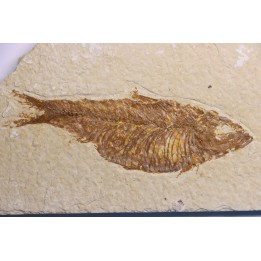poisson fossile  KNIGHTIA ALTA - Eocène - green river fmt - Kemmerer, Wyoming - USA