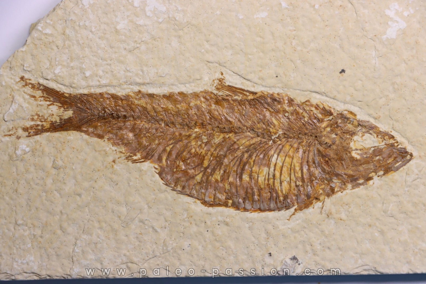 poisson fossile KNIGHTIA ALTA - Eocène - green river fmt - Kemmerer, Wyoming - USA