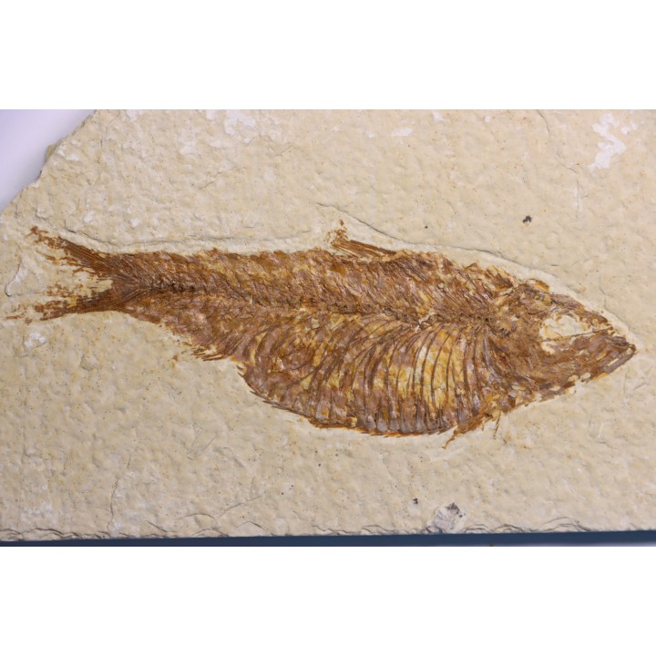 poisson fossile  KNIGHTIA ALTA - Eocène - green river fmt - Kemmerer, Wyoming - USA