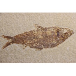 poisson fossile  KNIGHTIA ALTA - Eocène - green river fmt - Kemmerer, Wyoming - USA
