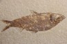 poisson fossile KNIGHTIA ALTA - Eocène - green river fmt - Kemmerer, Wyoming - USA
