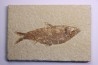 poisson fossile KNIGHTIA ALTA - Eocène - green river fmt - Kemmerer, Wyoming - USA