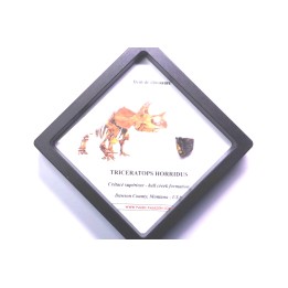 dinosaure tooth: TRICERATOPS HORRIDUS