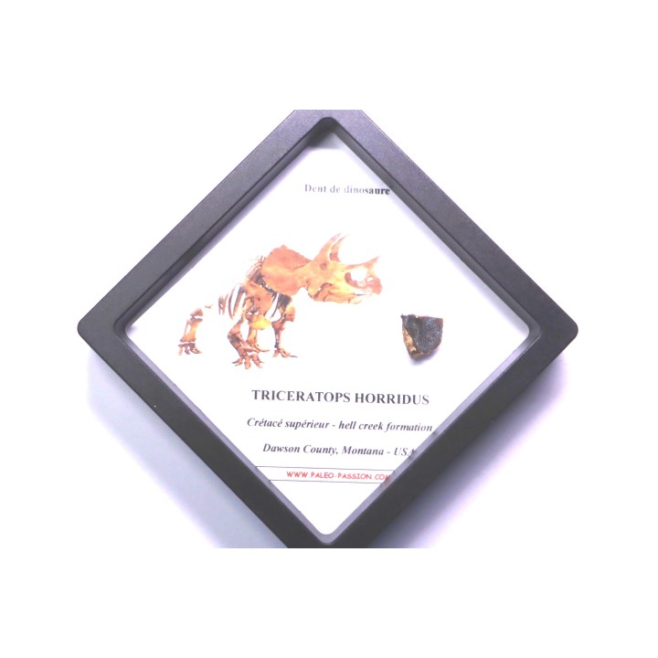 dinosaure tooth: TRICERATOPS HORRIDUS