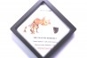 dinosaure tooth: TRICERATOPS HORRIDUS