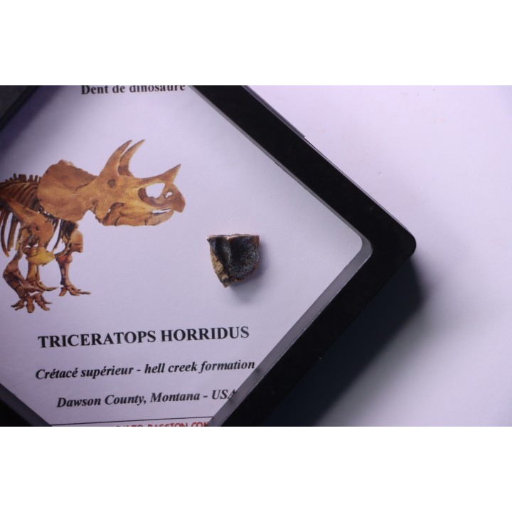 dinosaure tooth: TRICERATOPS HORRIDUS