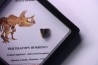 coffret dent de TRICERATOPS HORRIDUS