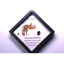 dinosaure tooth: TRICERATOPS HORRIDUS