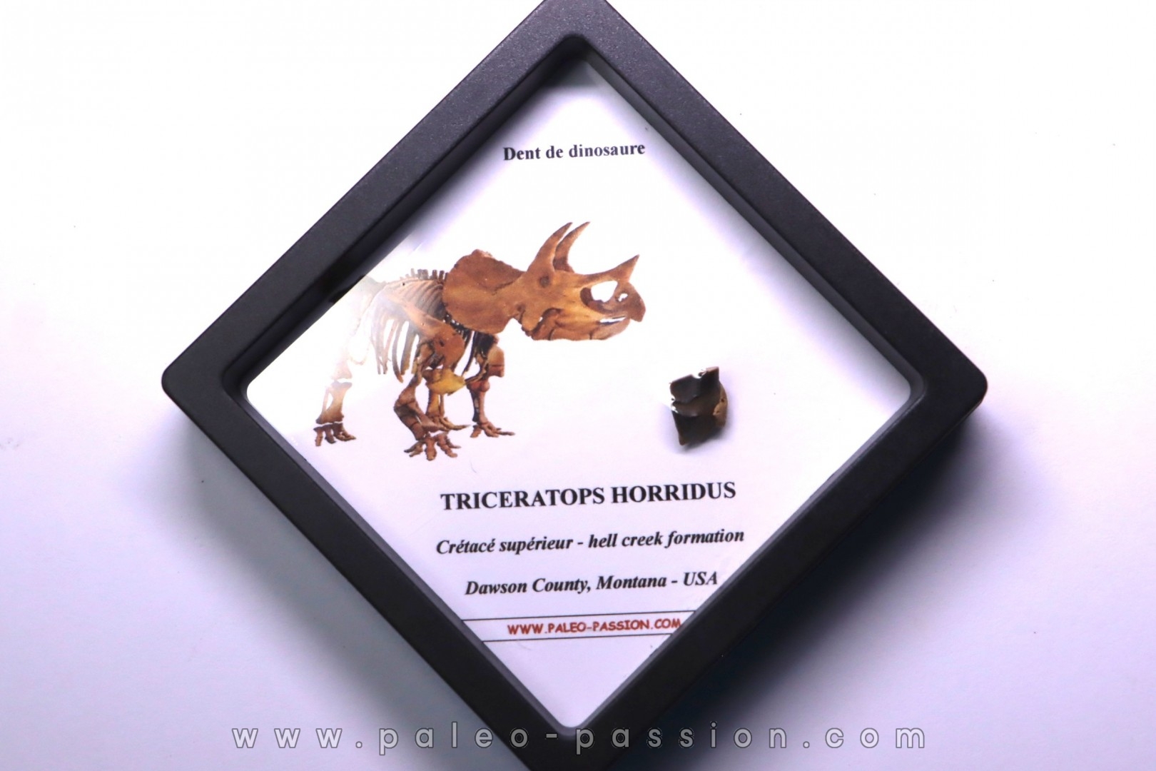 dinosaure tooth: TRICERATOPS HORRIDUS