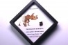 dinosaure tooth: TRICERATOPS HORRIDUS