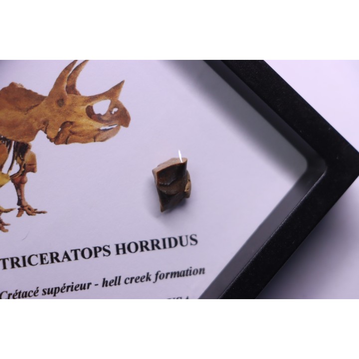 dinosaure tooth: TRICERATOPS HORRIDUS
