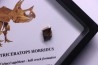 coffret dent de TRICERATOPS HORRIDUS