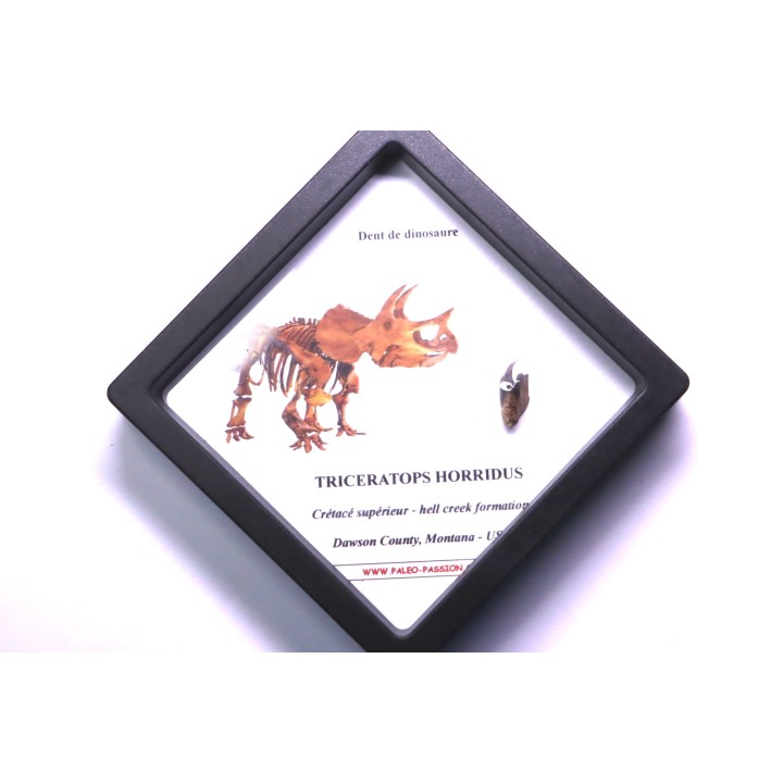 dinosaure tooth: TRICERATOPS HORRIDUS