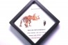 dinosaure tooth: TRICERATOPS HORRIDUS