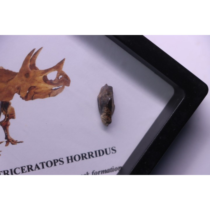 dinosaure tooth: TRICERATOPS HORRIDUS