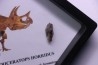 coffret dent de TRICERATOPS HORRIDUS
