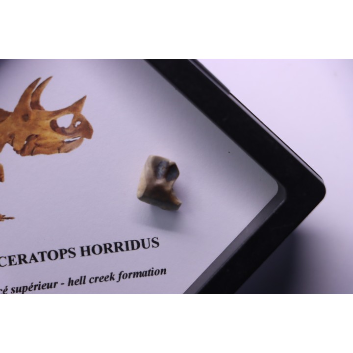 dinosaure tooth: TRICERATOPS HORRIDUS